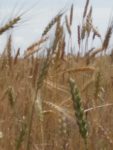 Céréales variétés anciennes